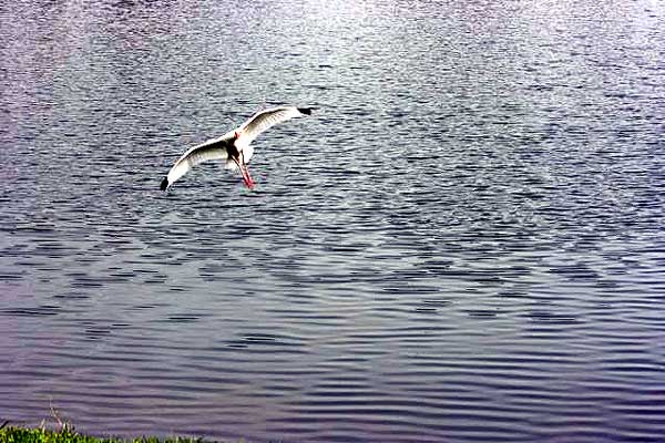 Photo by Robin D. Heslop